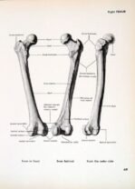human-body-vintage-scientific-illustration-naturalist-drawing-0071