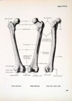 human-body-vintage-scientific-illustration-naturalist-drawing-0071