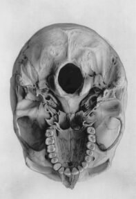 human-body-vintage-scientific-illustration-naturalist-drawing-0072