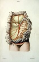 human-body-vintage-scientific-illustration-naturalist-drawing-0073