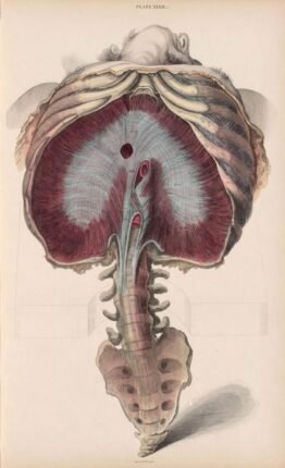 human-body-vintage-scientific-illustration-naturalist-drawing-0074