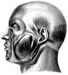 human-body-vintage-scientific-illustration-naturalist-drawing-0075