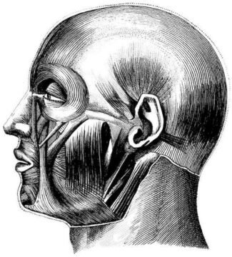 human-body-vintage-scientific-illustration-naturalist-drawing-0075