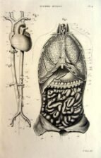 human-body-vintage-scientific-illustration-naturalist-drawing-0076