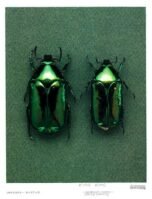 Mint Leaf Beetle aka Chrysolina herbacea