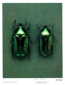 Mint Leaf Beetle aka Chrysolina herbacea
