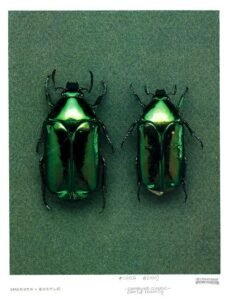 Mint Leaf Beetle aka Chrysolina herbacea