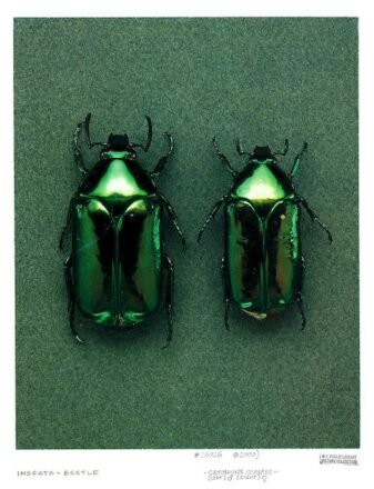 Mint Leaf Beetle aka Chrysolina herbacea