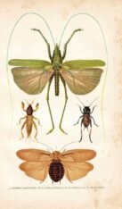 scientific-illustration-naturalist-drawing-0002
