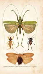 scientific-illustration-naturalist-drawing-0002