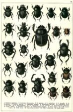 scientific-illustration-naturalist-drawing-0003