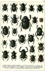 scientific-illustration-naturalist-drawing-0003
