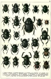 scientific-illustration-naturalist-drawing-0003