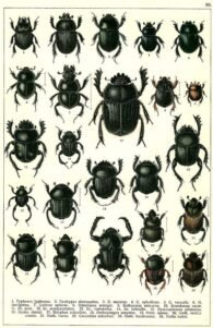 scientific-illustration-naturalist-drawing-0003