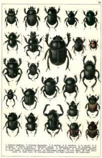 scientific-illustration-naturalist-drawing-0003