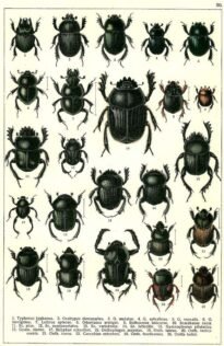 scientific-illustration-naturalist-drawing-0003