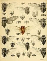 scientific-illustration-naturalist-drawing-0004