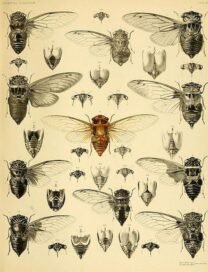 scientific-illustration-naturalist-drawing-0004
