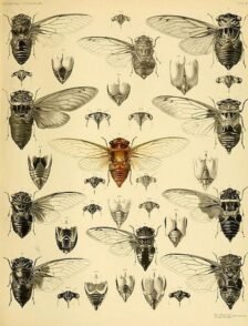 scientific-illustration-naturalist-drawing-0004