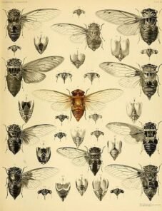 scientific-illustration-naturalist-drawing-0004