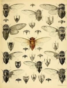 scientific-illustration-naturalist-drawing-0004