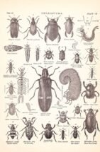 scientific-illustration-naturalist-drawing-0005