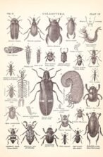 scientific-illustration-naturalist-drawing-0005