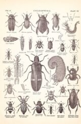 scientific-illustration-naturalist-drawing-0005