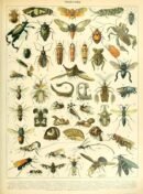 scientific-illustration-naturalist-drawing-0006