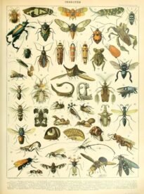scientific-illustration-naturalist-drawing-0006