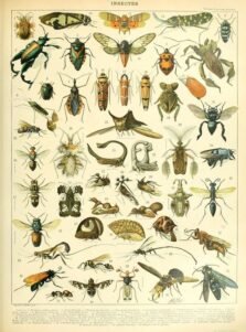 scientific-illustration-naturalist-drawing-0006