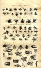 scientific-illustration-naturalist-drawing-0007