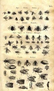 scientific-illustration-naturalist-drawing-0007