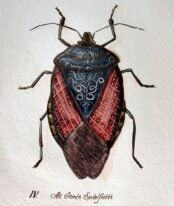 scientific-illustration-naturalist-drawing-0008