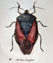 scientific-illustration-naturalist-drawing-0008