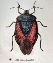 scientific-illustration-naturalist-drawing-0008