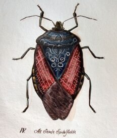 scientific-illustration-naturalist-drawing-0008