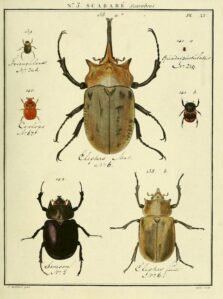 scientific-illustration-naturalist-drawing-0009