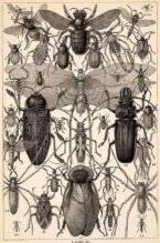 scientific-illustration-naturalist-drawing-0010