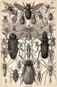 scientific-illustration-naturalist-drawing-0010