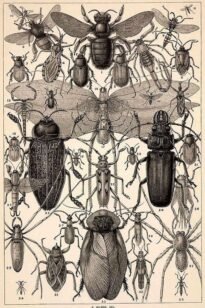 scientific-illustration-naturalist-drawing-0010