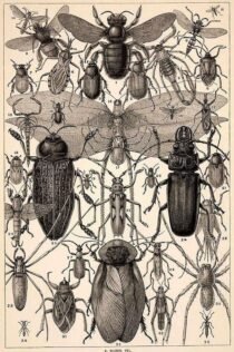 scientific-illustration-naturalist-drawing-0010