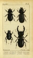 scientific-illustration-naturalist-drawing-0011