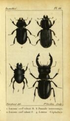 scientific-illustration-naturalist-drawing-0011