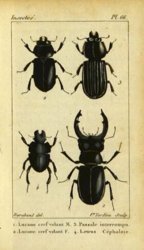 scientific-illustration-naturalist-drawing-0011
