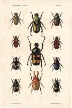 scientific-illustration-naturalist-drawing-0012