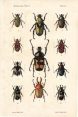 scientific-illustration-naturalist-drawing-0012