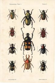 scientific-illustration-naturalist-drawing-0012