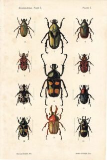 scientific-illustration-naturalist-drawing-0012