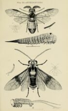 scientific-illustration-naturalist-drawing-0013